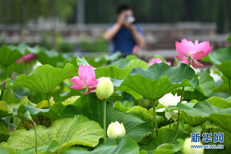 #（社会）（1）河北石家庄：昔日垃圾场变身城市“绿色氧吧”